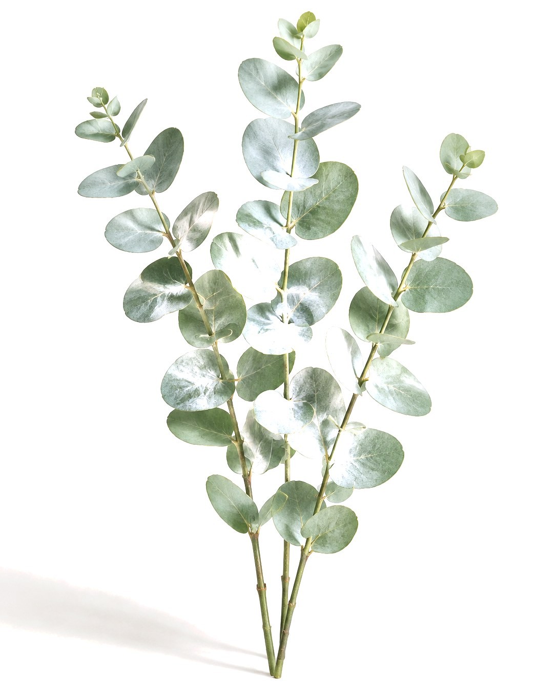 Eucalyptus Baby Blue
