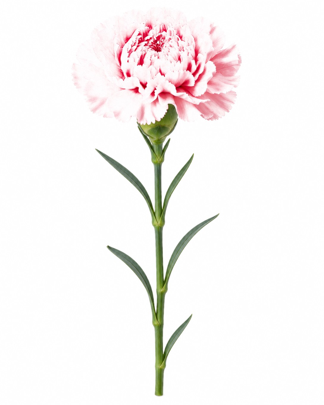 Carnation