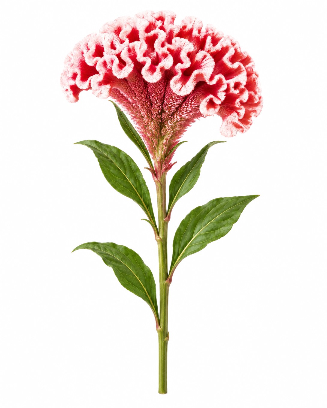 Celosia