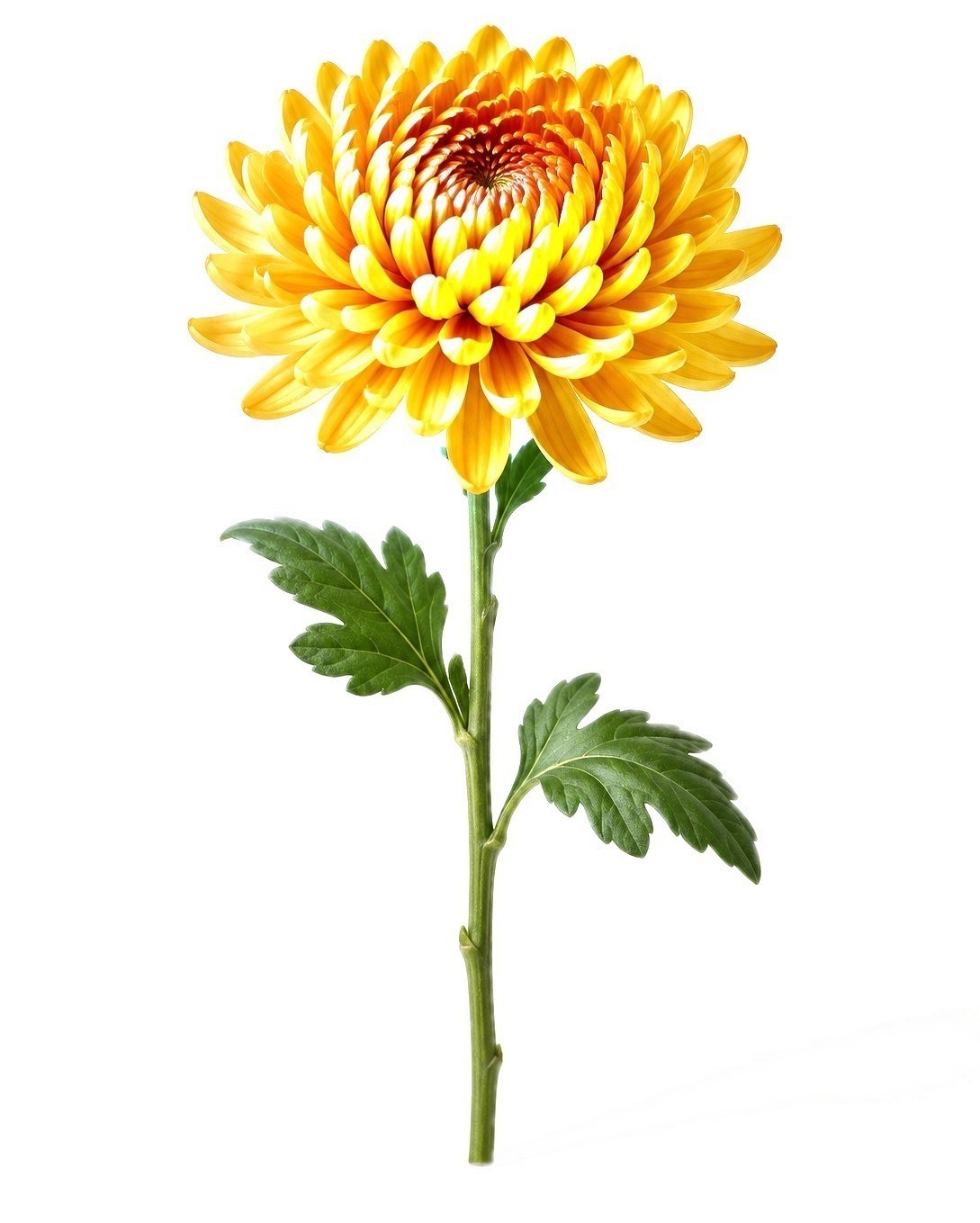 Illustration of a single golden chrysanthemum stem