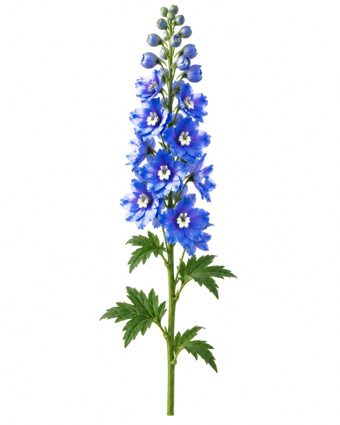 Delphinium