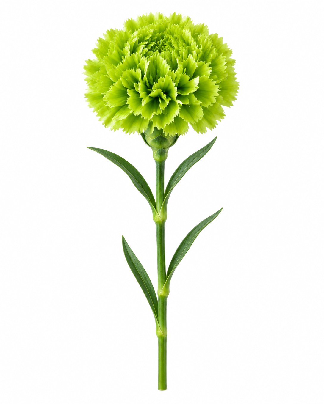 Green Ball Dianthus