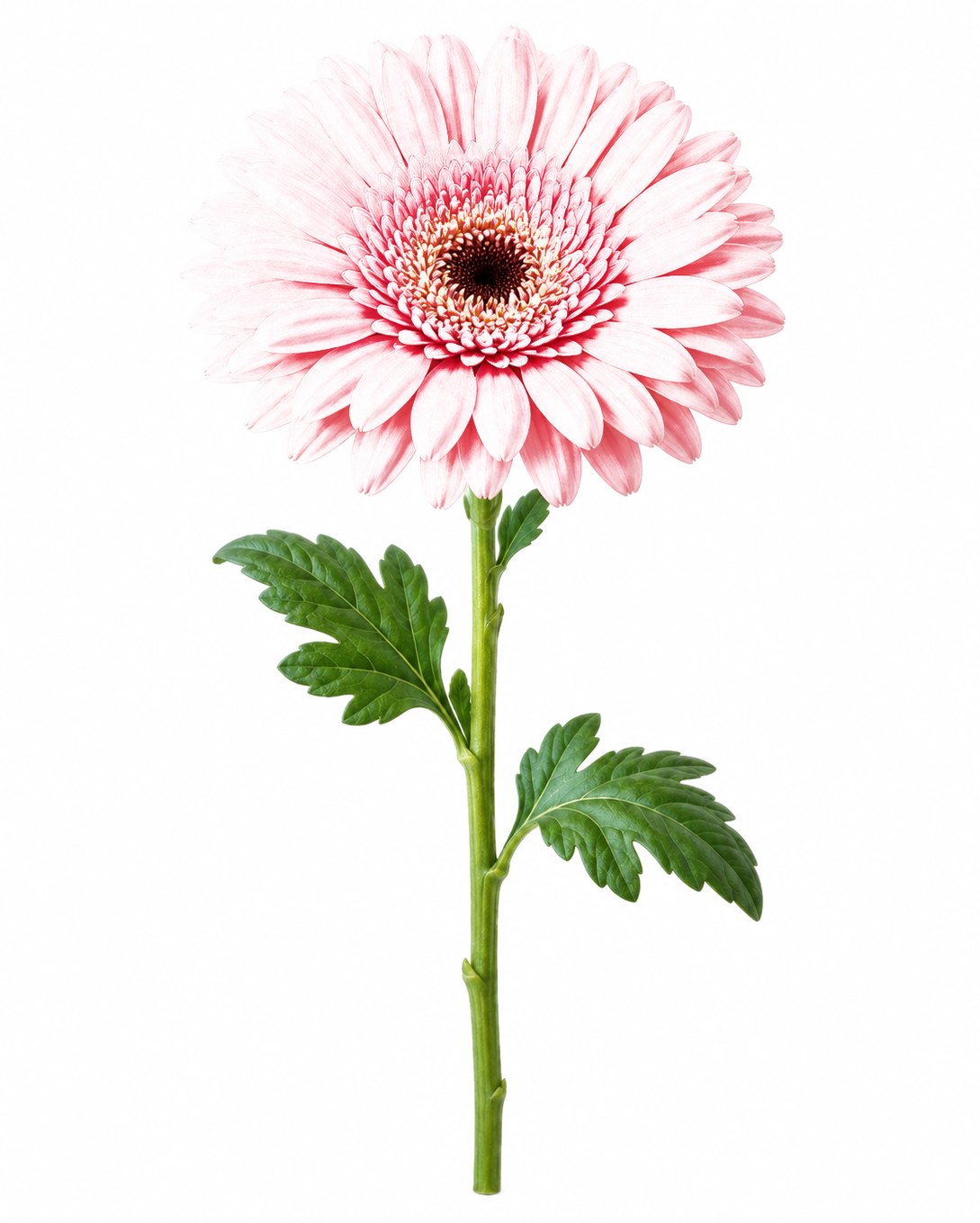 Gerbera