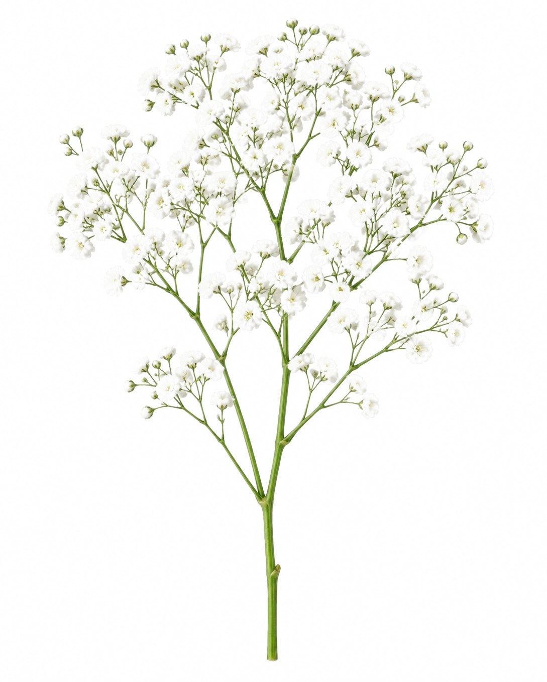 Gypsophila