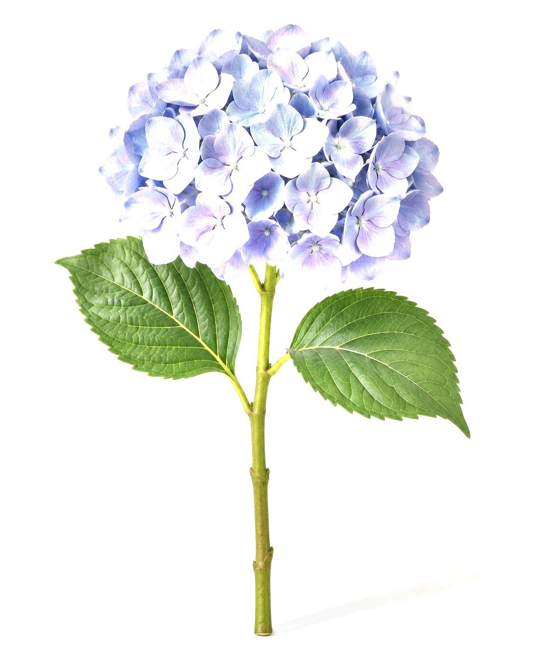 Hydrangea