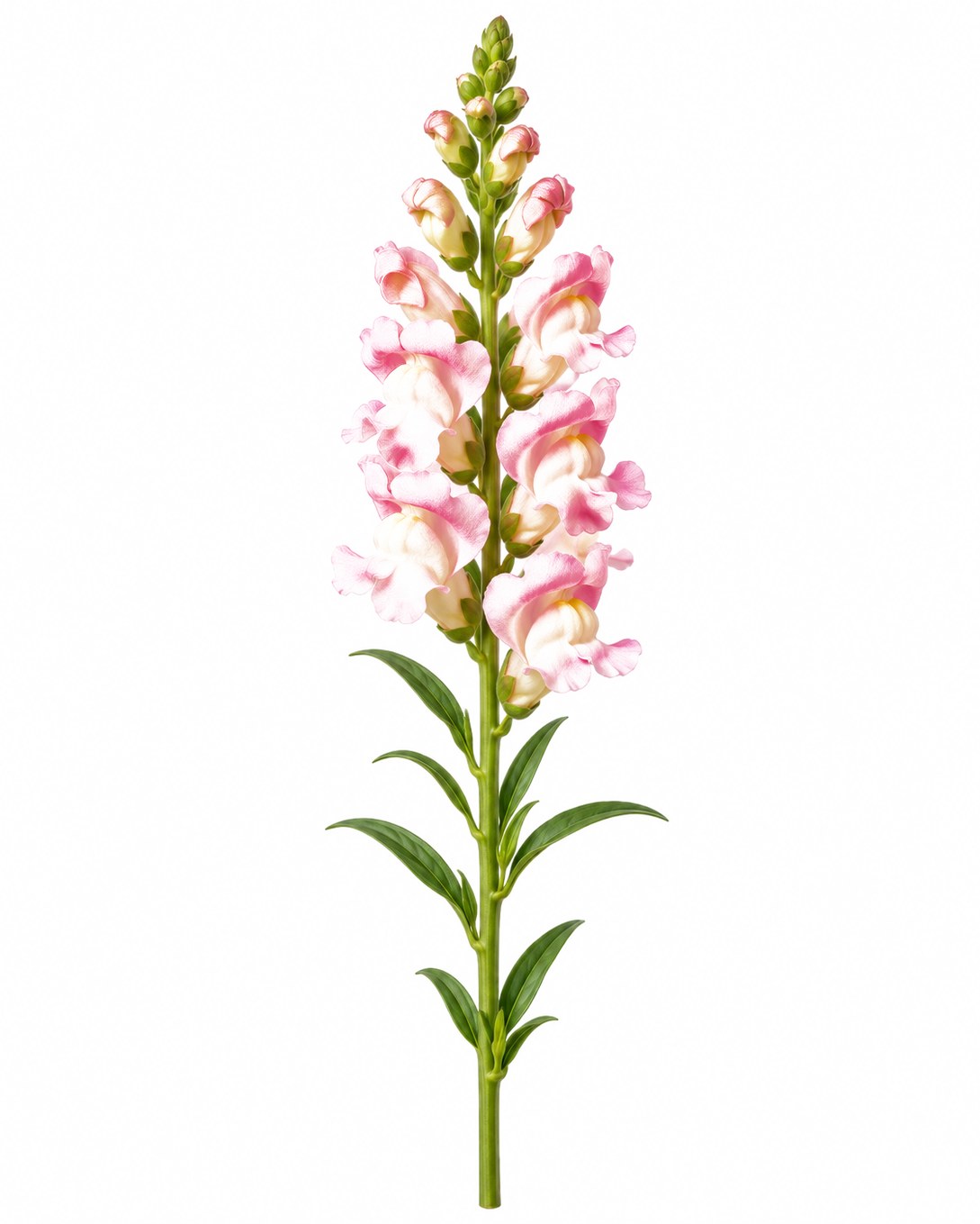 Snapdragon